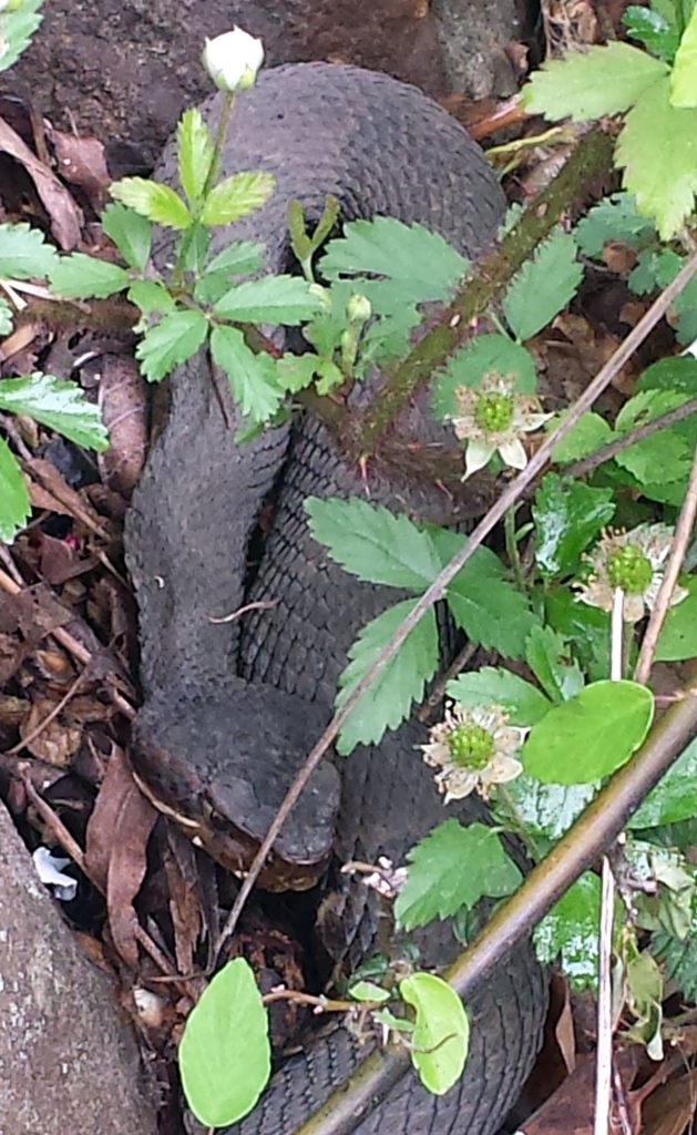 Northern Cottonmouth from Pinnacle Mountain State Park on April 16