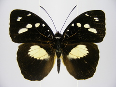 Aterica galene extensa