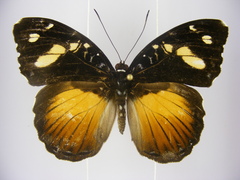 Aterica galene extensa