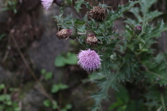 Cirsium japonicum australe