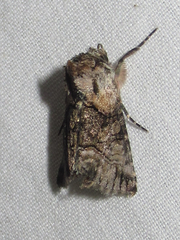 Abrostola microvalis