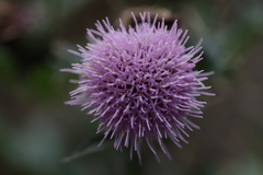 Cirsium japonicum australe