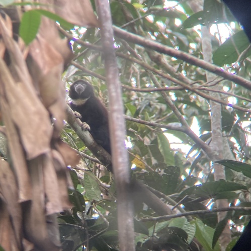 Yellow-handed Titi