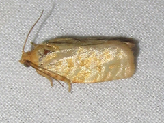Archips georgiana