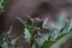 Cirsium japonicum australe