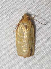 Archips georgiana