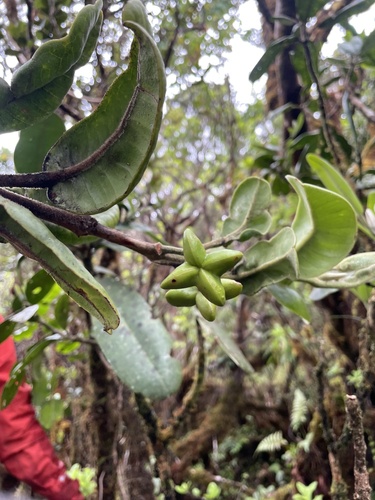 Melicope kavaiensis observed 2024-03-28