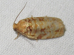 Archips georgiana