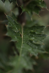Cirsium japonicum australe