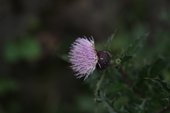 Cirsium japonicum australe