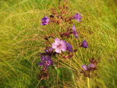 Dissotis princeps