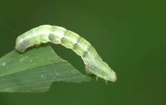 Racotis boarmiaria