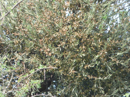 Image of Phoradendron quadrangulare by (c) Pablo H Capovilla, some rights reserved (CC BY)