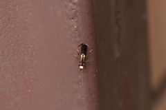 Paratimomenus flavocapitata