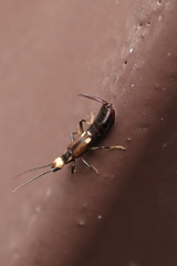 Paratimomenus flavocapitata