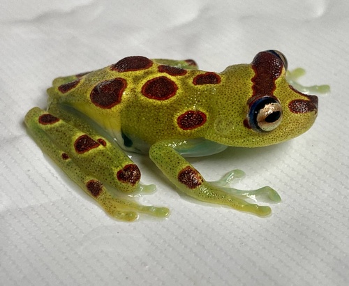 Boana gracilis