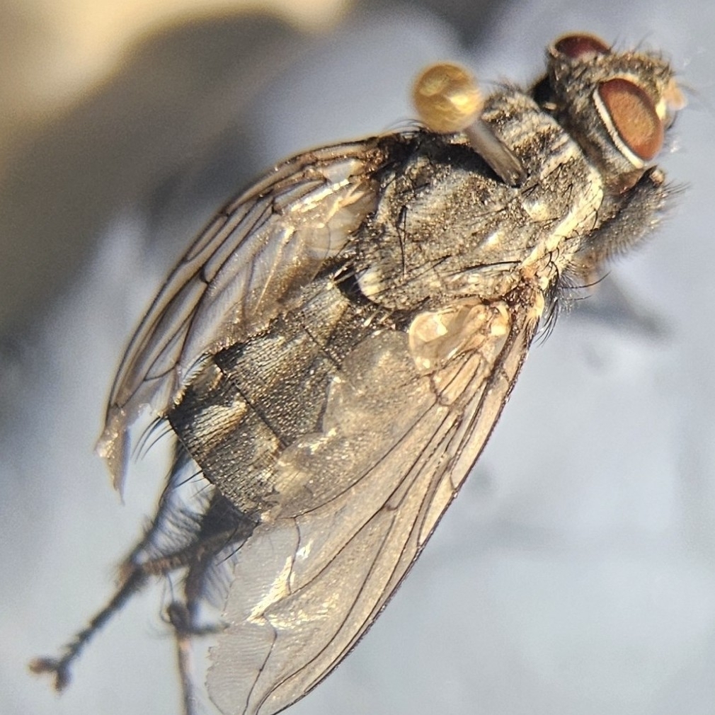 Boettcheria latisterna