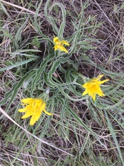 Nothocalais cuspidata