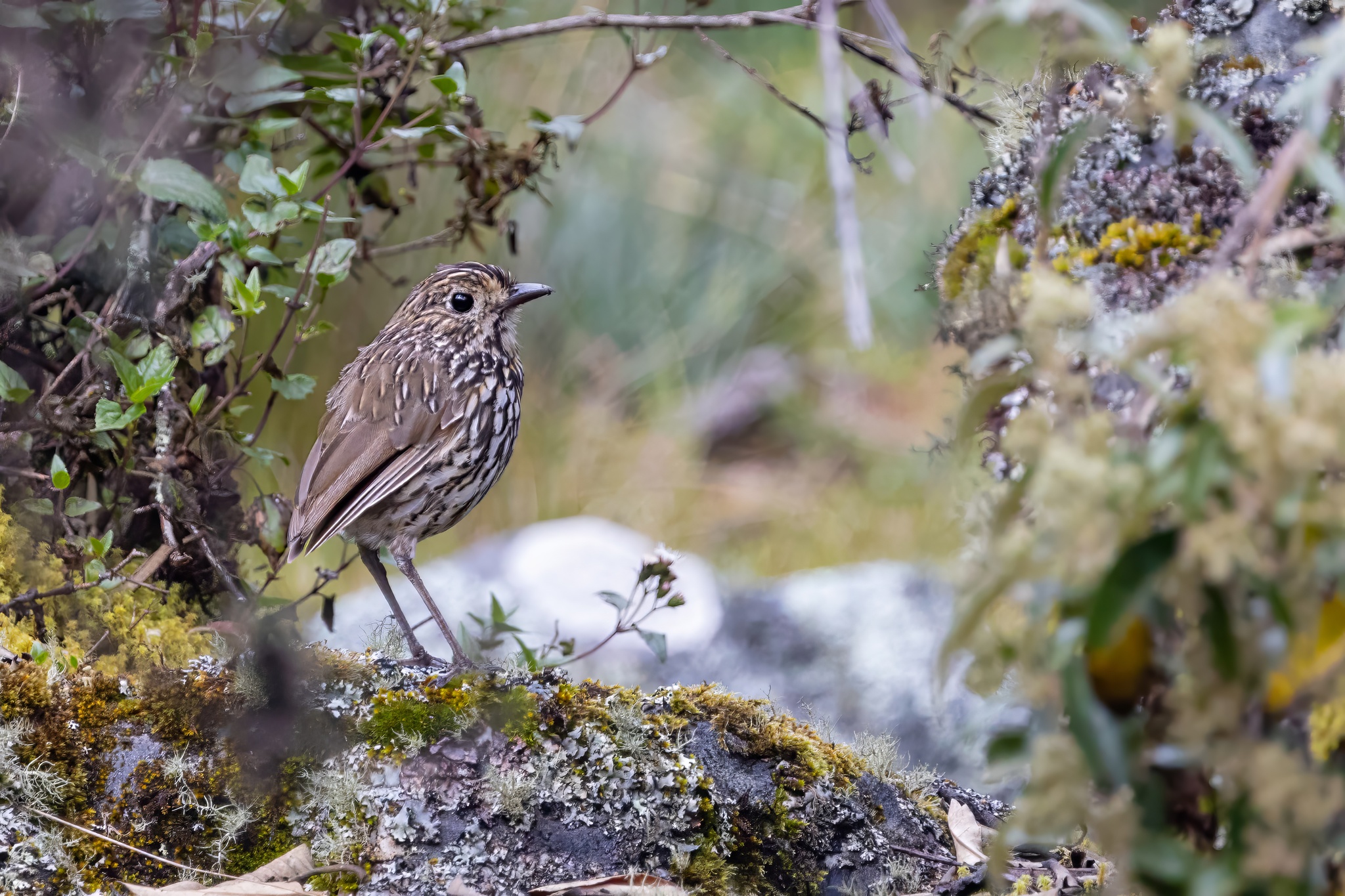 Stripe-headed Antpitta (Grallaria andicolus), photo 4