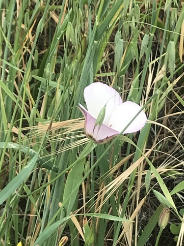 iNaturalist observation photo of Catalina mariposa lily