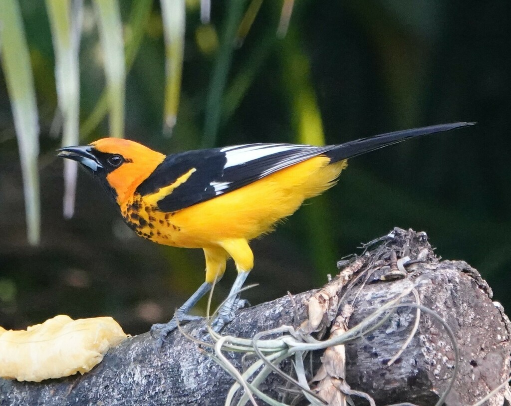 Spot-breasted Oriole photo