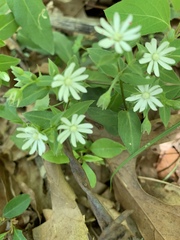 Stellaria pubera