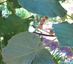 Dombeya pulchra