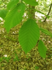 Fagus grandifolia