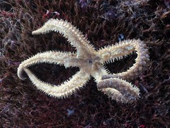 Stylasterias forreri