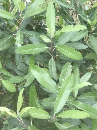 iNaturalist observation photo of Toyon