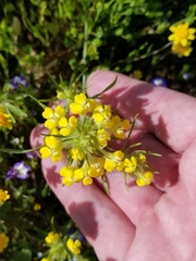 Castilleja campestris