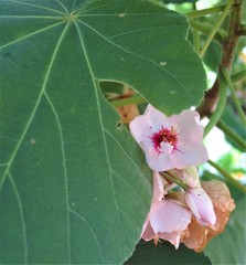 Dombeya pulchra