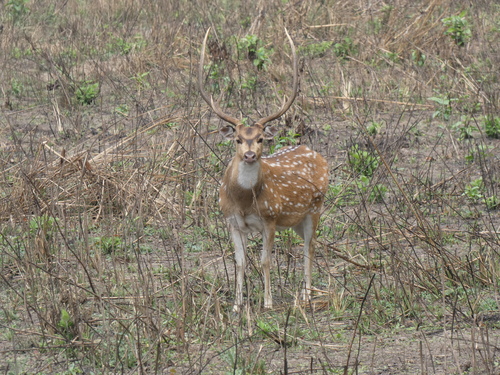 Indian Spotted Deer (Axis axis axis)