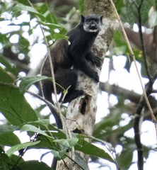 Mottle-Faced Tamarin photo 5