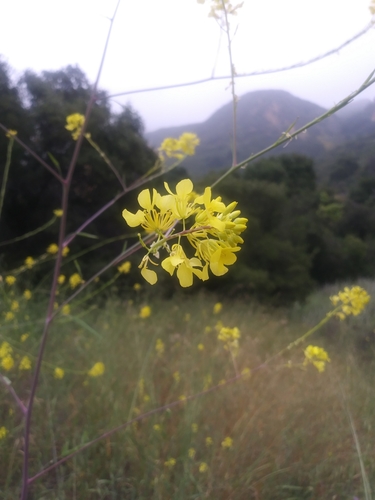 iNaturalist observation photo of mustard family