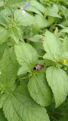 Hemithyrsocera palliata