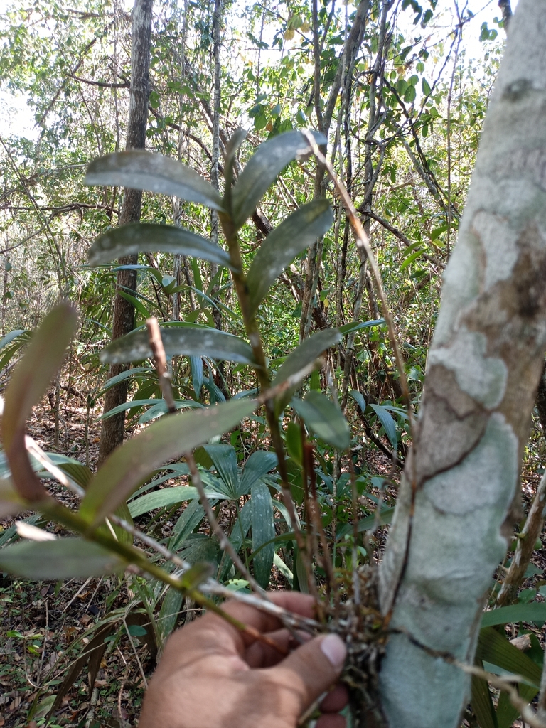 Epidendrum galeottianum