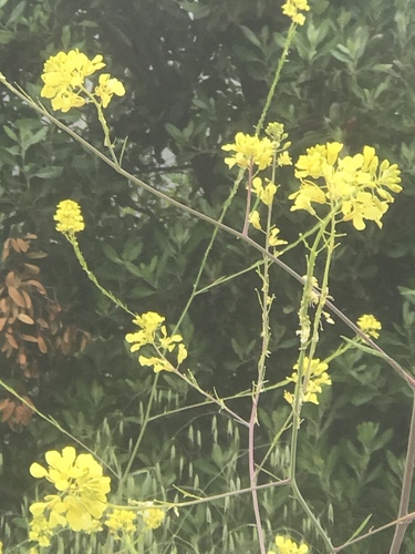 iNaturalist observation photo of mustard family
