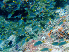 Neopomacentrus miryae