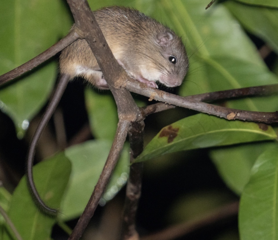 Ferreira's Spiny Tree Rat from Mitu, Mitú, Vaupés, CO on February 16 ...