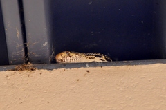 Pituophis catenifer
