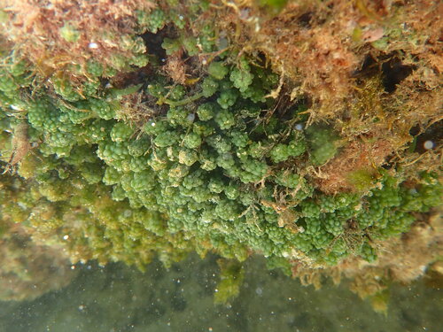 Caulerpa racemosa observed 2024-03-30