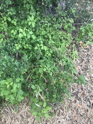 iNaturalist observation photo of Pacific poison oak
