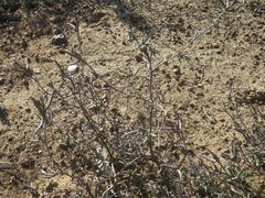 Lampranthus spiniformis