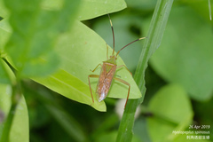 Hyalopeplus spinosus