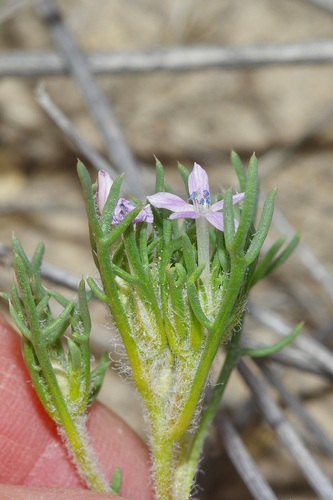 Image of Ipomopsis pumila by (c) Michelle W. （鍾偉瑋）, some rights reserved (CC BY)