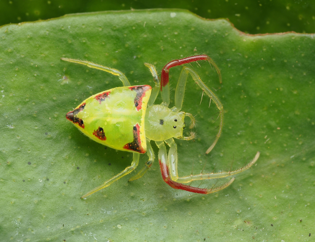 Arkys gracilis