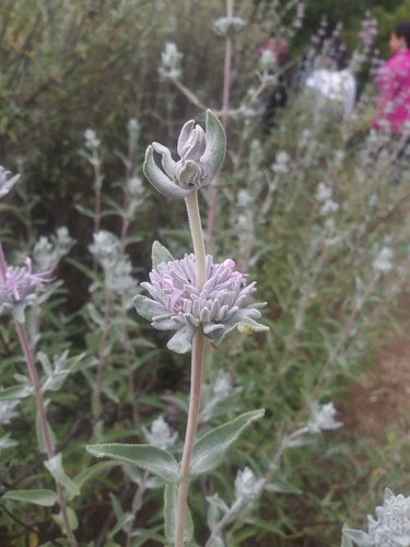 iNaturalist observation photo of purple sage