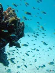 Neopomacentrus miryae