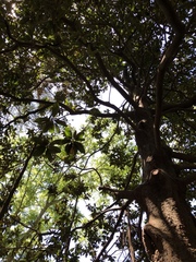 Magnolia grandiflora